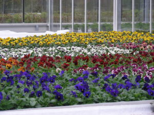 Sortiment | Produktionsgärtnerei TAUTERMANN – St. Johann im Pongau / Salzburg image 3