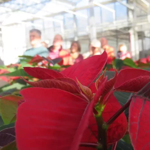 Rote Blätter einer Pflanze im Gewächshaus mit unscharfen Menschen im Hintergrund beim Obst- und Gartenbauverein Goldegg 2017