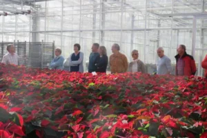 Gruppe von Menschen in einem Gewächshaus mit roten Weihnachtssternen als Halbfertigware vor ihnen, Obst- und Gartenbauverein