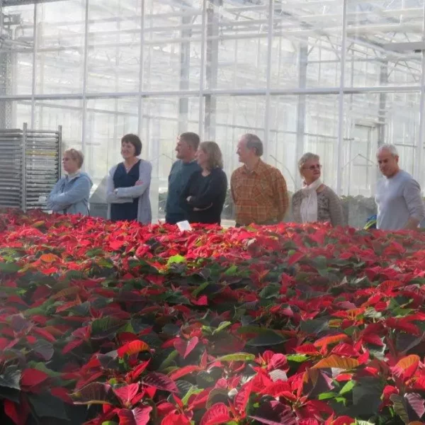 Gruppe von Menschen in einem Gewächshaus mit roten Weihnachtssternen als Halbfertigware vor ihnen, Obst- und Gartenbauverein