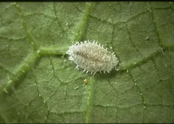 Nahaufnahme einer Planococcus citri Wolllaus auf einem grünen Blatt mit sichtbaren Blattadern