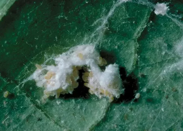 Nahaufnahme von Schmierlaus-Eiern und Larven auf einem grünen Blatt in einer Produktionsgärtnerei.