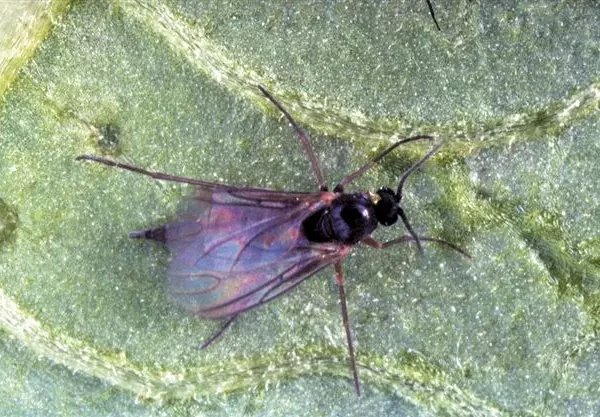 Nahaufnahme einer Trauermücke auf einer grünen Blattoberfläche mit sichtbaren Blattadern und feiner Struktur.