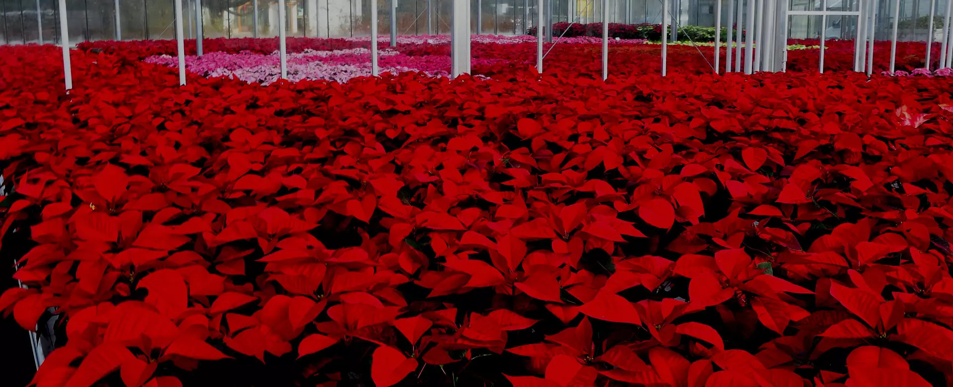 Große Anzucht von roten und rosa Weihnachtssternen in einer Produktionsgärtnerei in St. Johann Pongau
