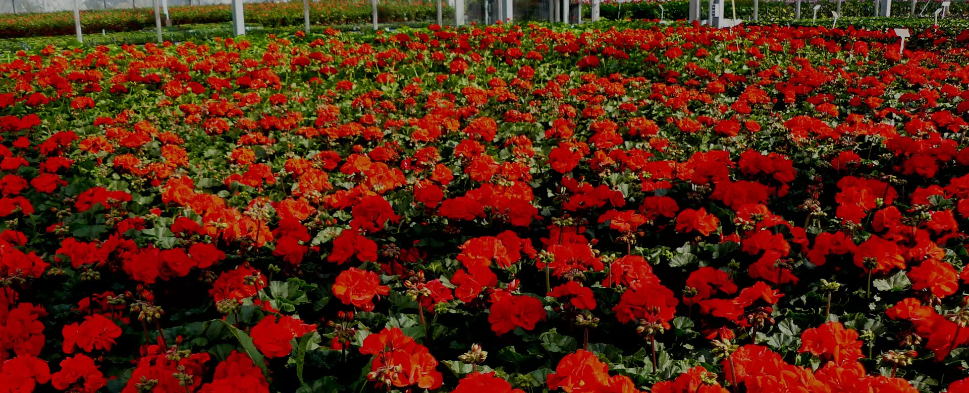 Großes Beet mit leuchtend roten Blumen in einer Produktionsgärtnerei in St. Johann Pongau unter Glasdach